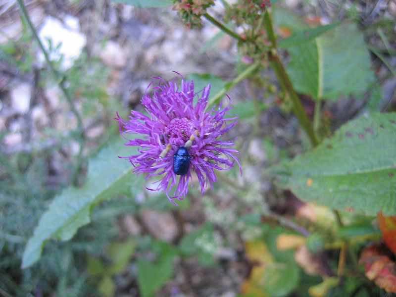 da determinare..... Cryptocephalus sericeus