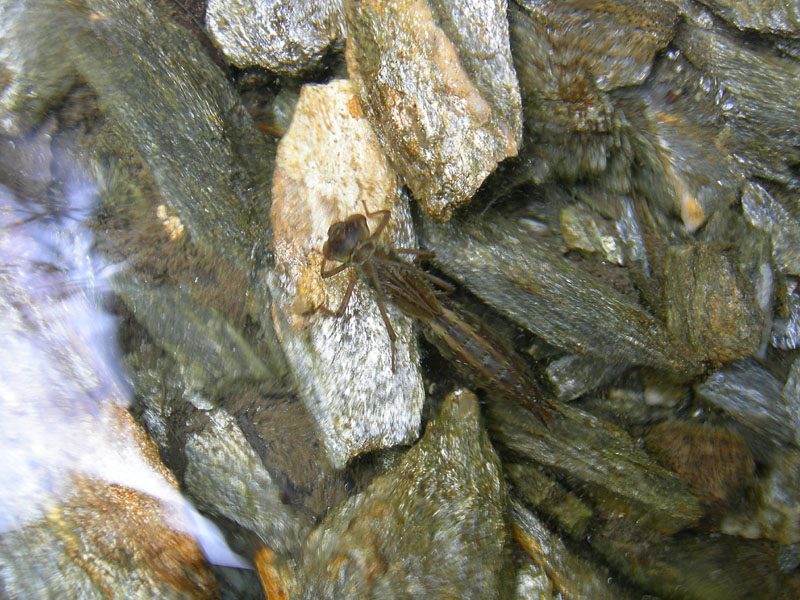 Larva di anisottero - Aeshnidae...dal Trentino