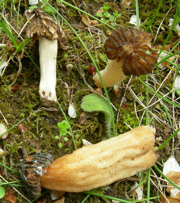 Mitrophora semilibera