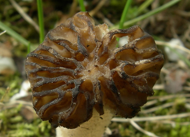 Mitrophora semilibera