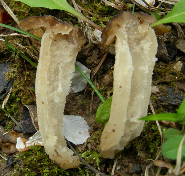 Mitrophora semilibera