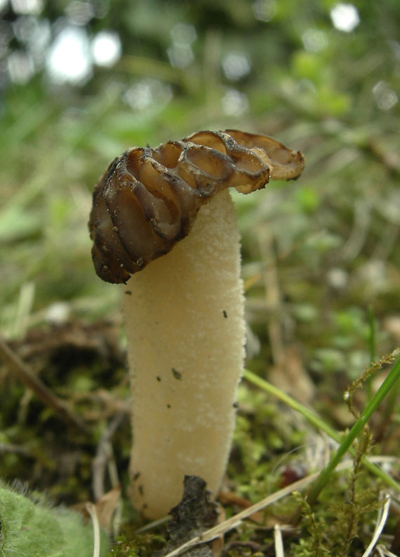 Mitrophora semilibera