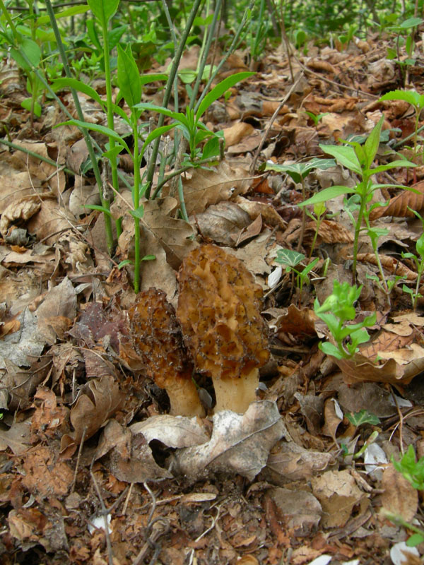 Morchella esculenta