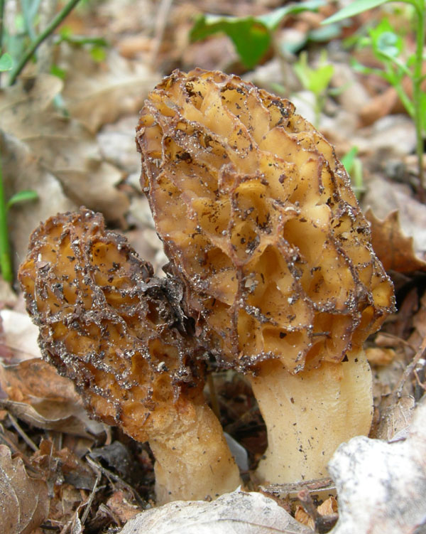 Morchella esculenta