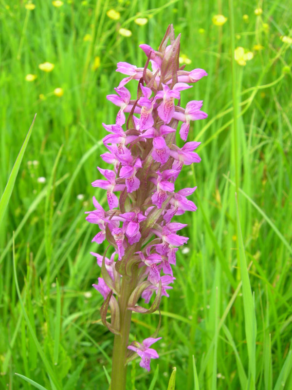 Dactylorhiza incarnata.....da Favogna (BZ)