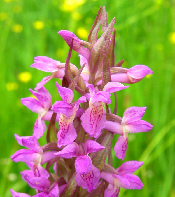 Dactylorhiza incarnata.....da Favogna (BZ)