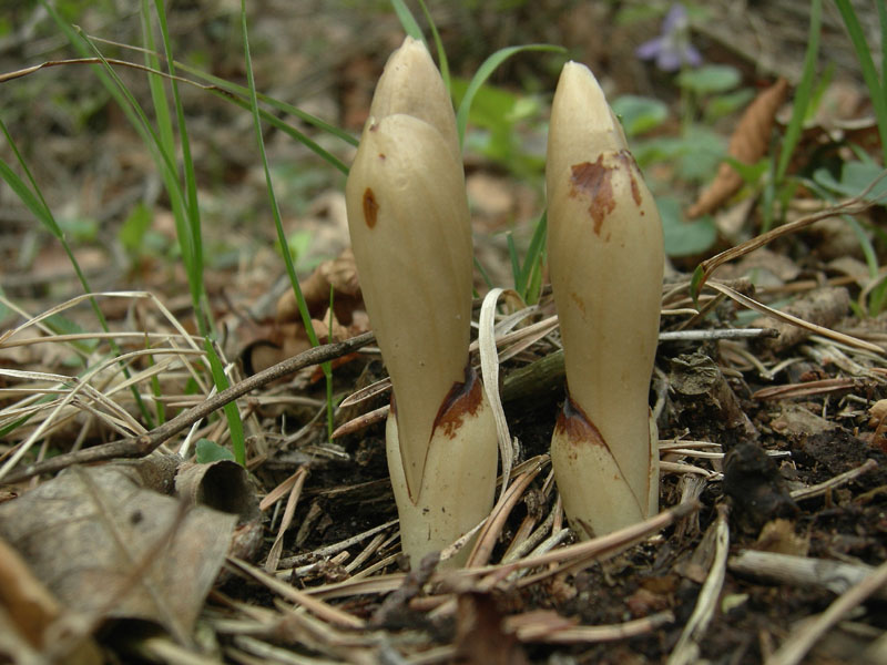 germogli: Neottia nidus avis....Vigolo Baselga (TN)