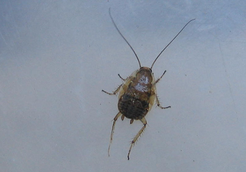 Ectobius sp. immaturo