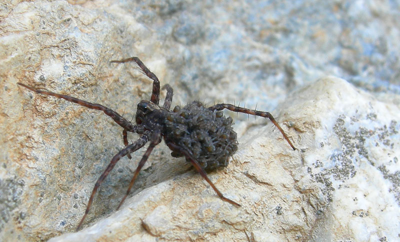 Pardosa sp.