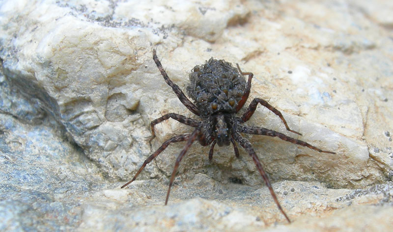 Pardosa sp.