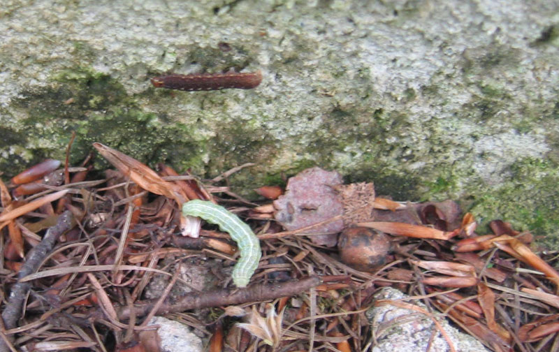 bruchi Noctuidae(Agrochola macilenta-Cosmia trapezina)-TN