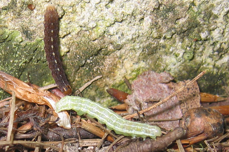 bruchi Noctuidae(Agrochola macilenta-Cosmia trapezina)-TN