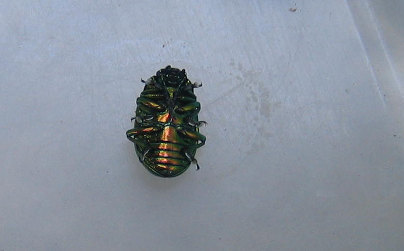 Chrysolina sp.