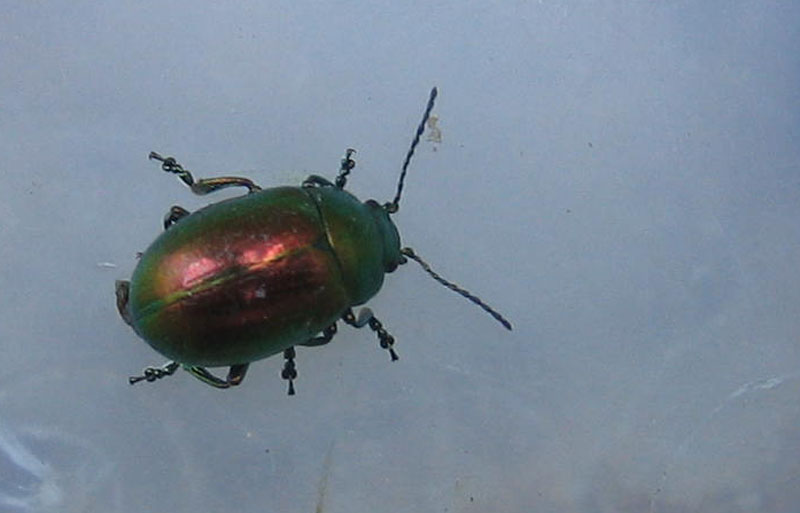 Chrysolina sp.