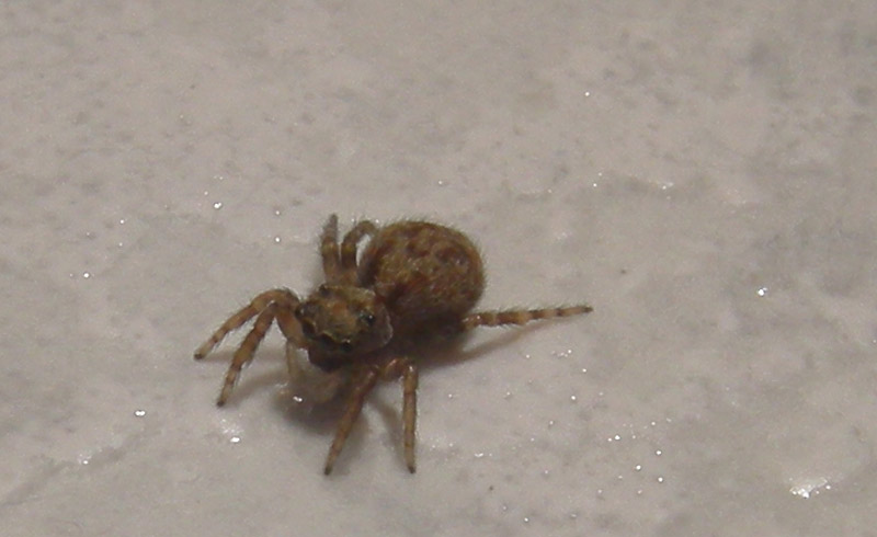 Salticidae.........