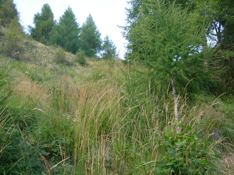 Metellina segmentata (Tetragnathidae)?