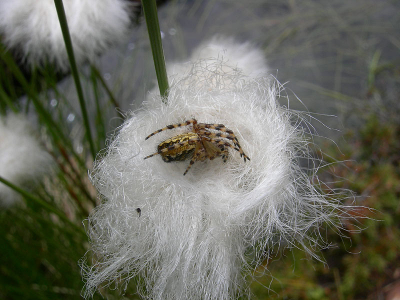 Aculepeira sp.