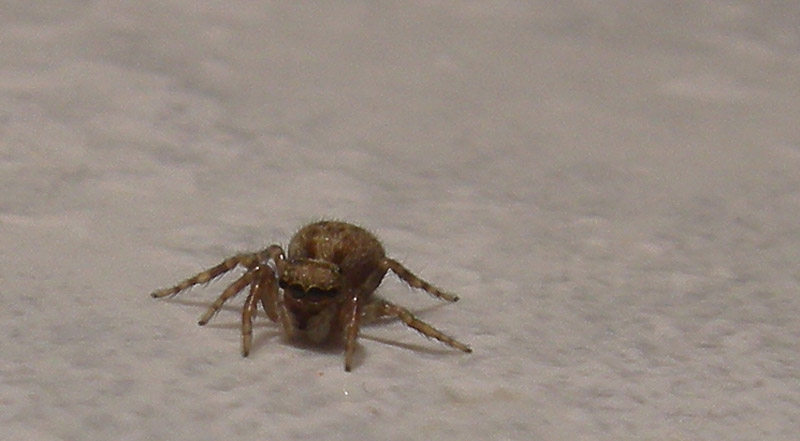 Salticidae.........