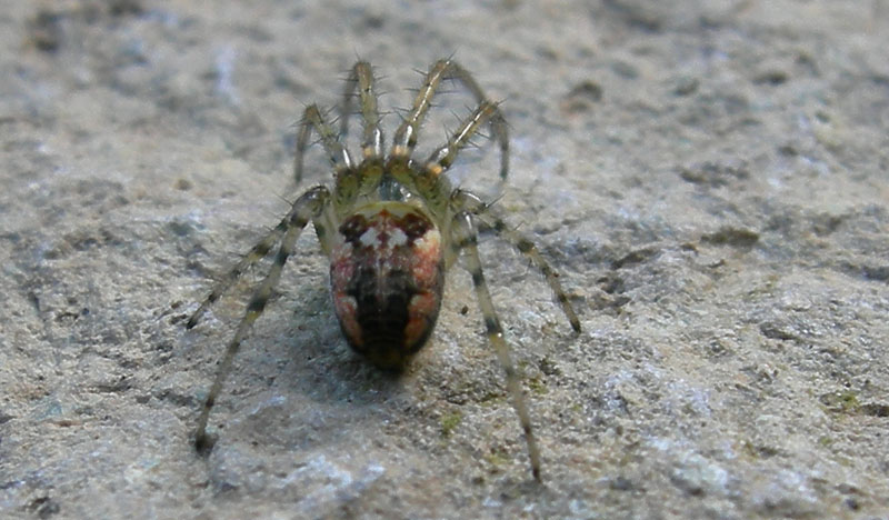 Metellina segmentata (Tetragnathidae)?