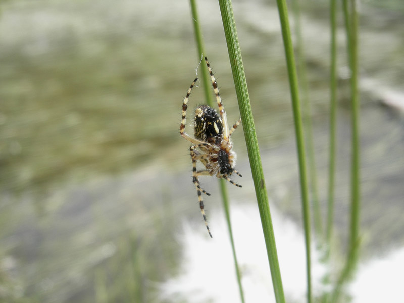 Aculepeira sp.