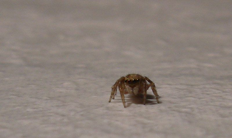 Salticidae.........