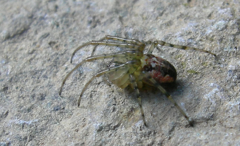 Metellina segmentata (Tetragnathidae)?