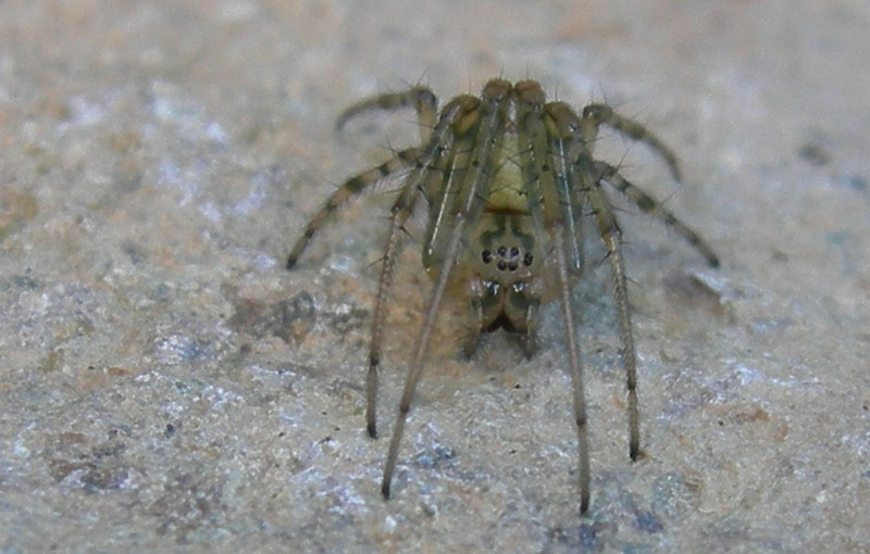 Metellina segmentata (Tetragnathidae)?