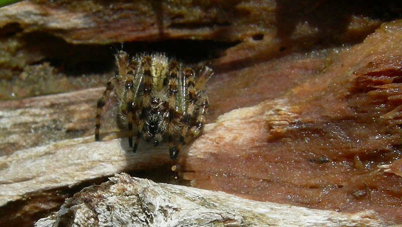 Aculepeira sp.