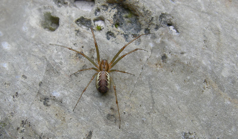 Linyphia triangularis