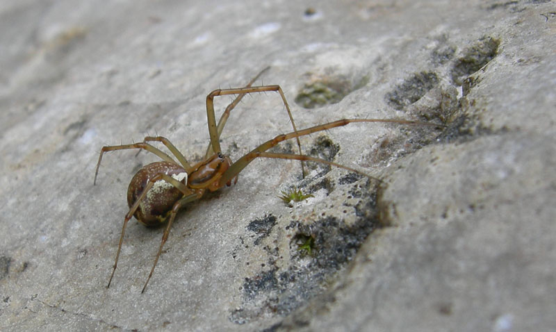 Linyphia triangularis