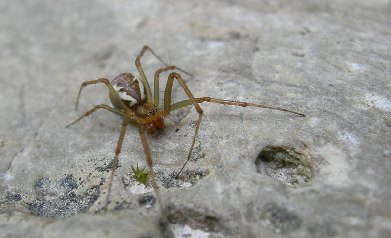 Linyphia triangularis