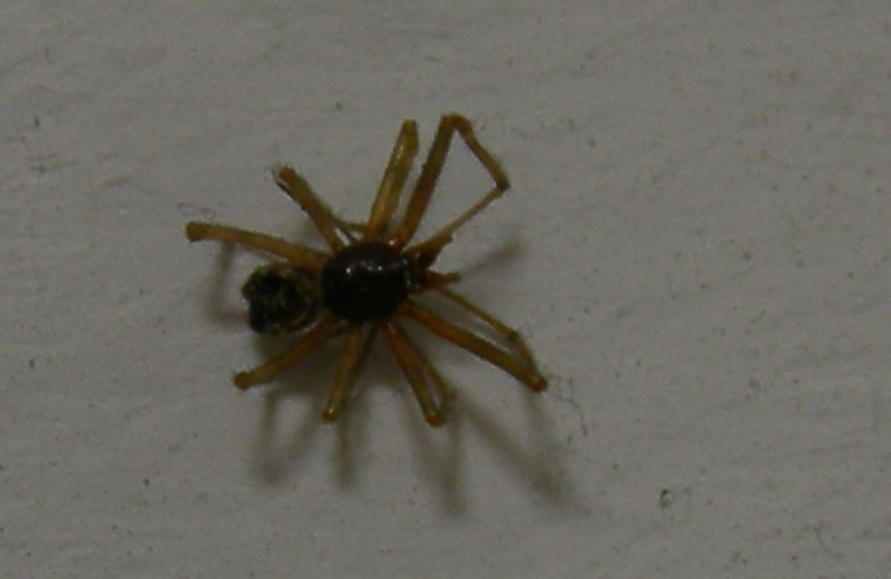 probabile Steatoda