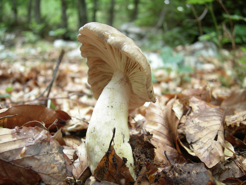 Lactarius acris