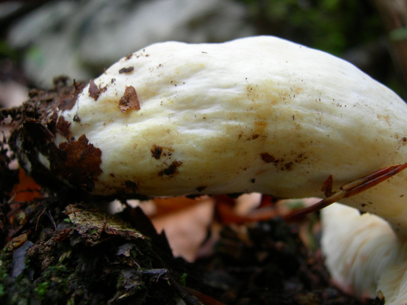 Lactarius acris