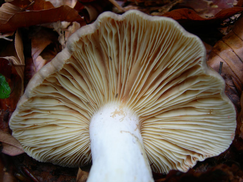 Lactarius acris