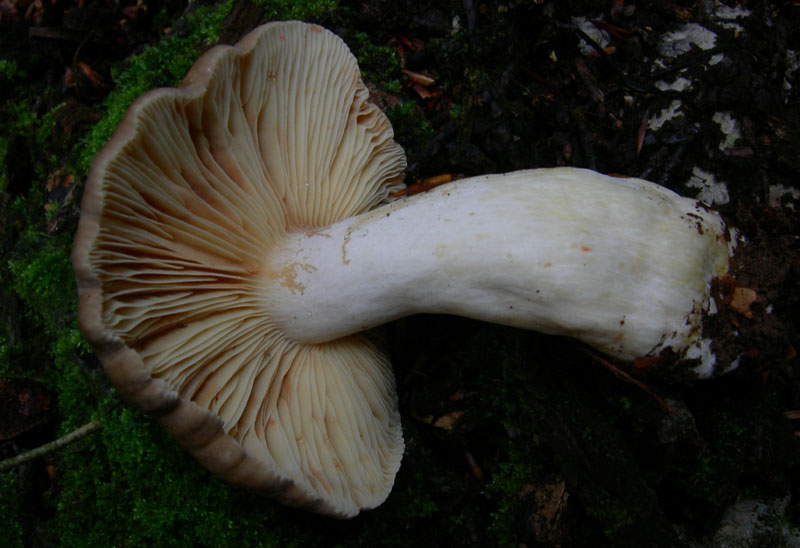 Lactarius acris