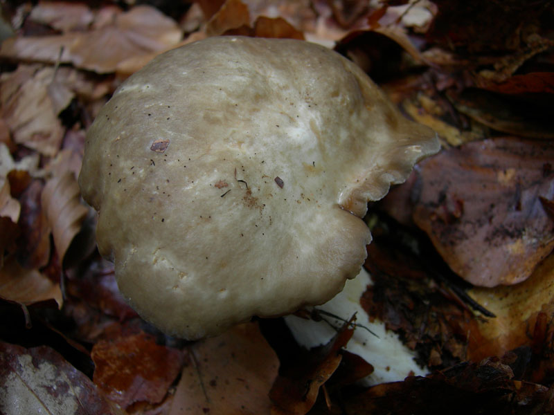 Lactarius acris