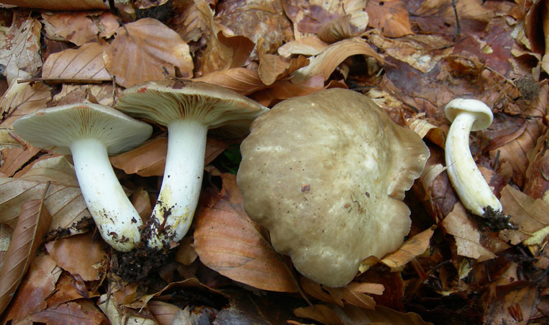 Lactarius acris