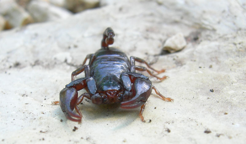 Euscorpius alpha o germanus....dal Trentino