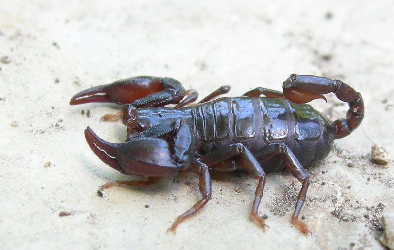 Euscorpius alpha o germanus....dal Trentino