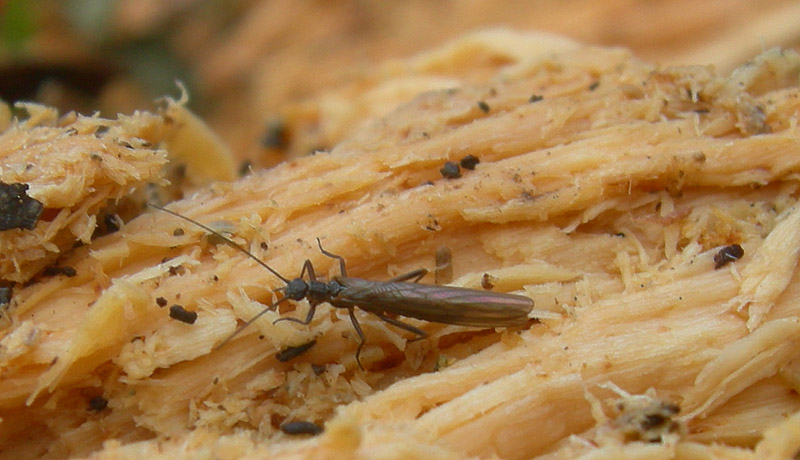 Nemouridae.......dal Trentino