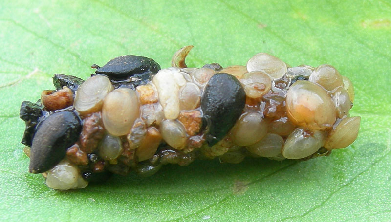 larva di tricottero