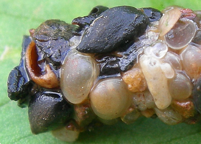 larva di tricottero