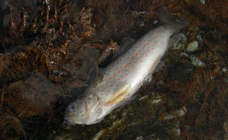 Salmo trutta fario