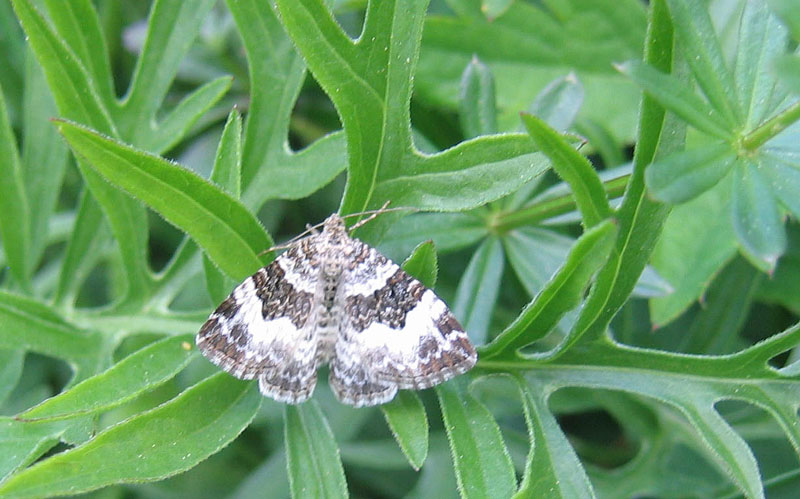 Epirrhoe rivata - Geometridae.............dal Trentino