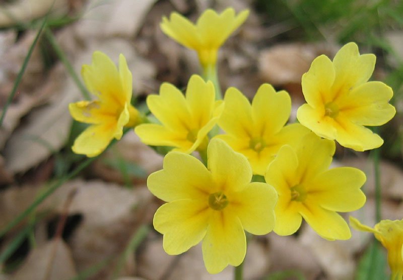 quale Primula ?......Primula cfr.veris