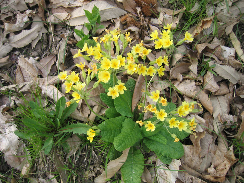 quale Primula ?......Primula cfr.veris