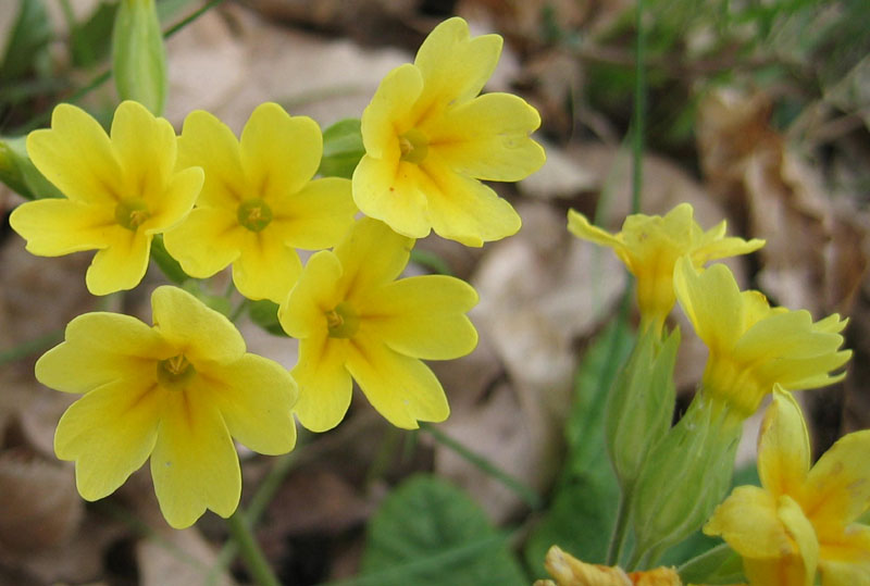 quale Primula ?......Primula cfr.veris