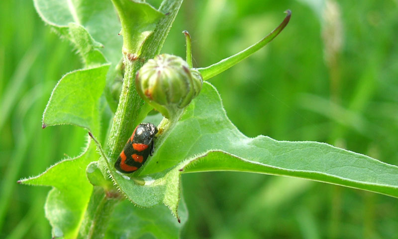 Cercopis vulnerata.........