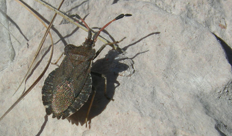 Coreidae: Enoplops e Coreus del Trentino (M.Bondone)